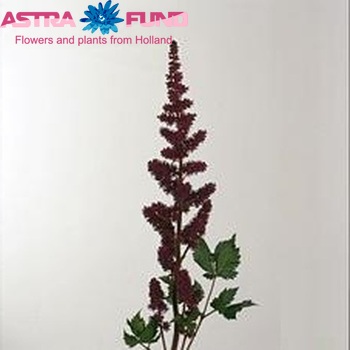 Astilbe chinensis 'Vision in Red' fotografie