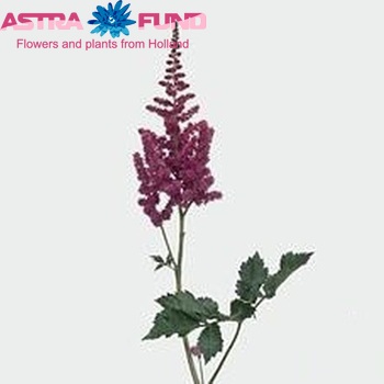 Astilbe chinensis 'Visions' fotografie