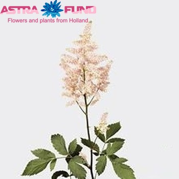 Astilbe Japonica Grp 'Europa' fotografie