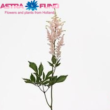 Astilbe Japonica Grp 'Peach Blossom' fotografie