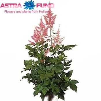 Astilbe Japonica Grp 'Rheinland' fotografie