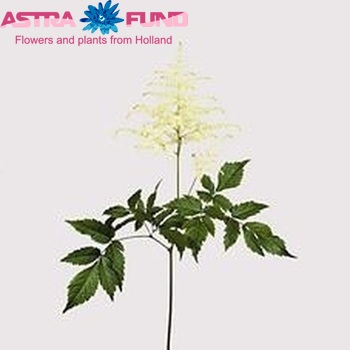 Astilbe Japonica Grp 'Whasingthon' fotografie