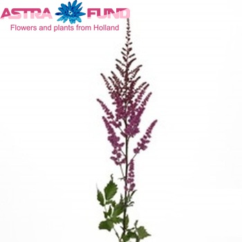 Astilbe 'Maggie Daley' fotografie