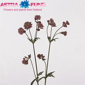 Astrantia major 'Abbey Road' photo