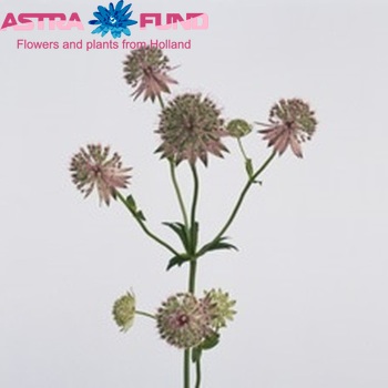 Astrantia major 'Bo-Ann' photo