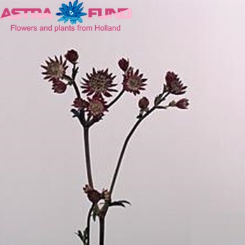 Astrantia major 'Claret' photo