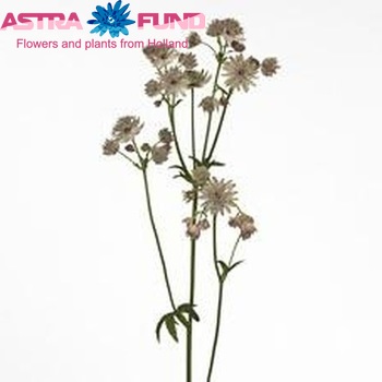 Astrantia major 'Giant' photo