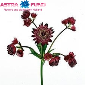 Astrantia major 'Lars' photo
