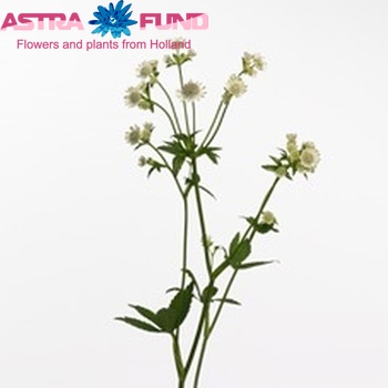 Astrantia major 'Million Stars' photo