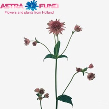 Astrantia major 'Pink Pride' photo