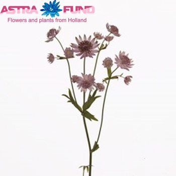 Astrantia major 'Pink Sensation' photo