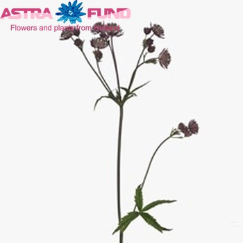 Astrantia major Prima Ballerina photo