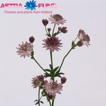 Astrantia major 'Roma' foto