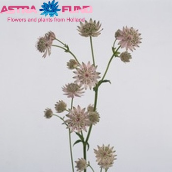 Astrantia major 'Rosa-Lee' foto