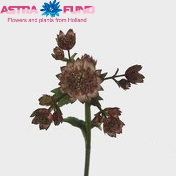 Astrantia major 'Rosea' foto