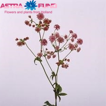 Astrantia major 'Rosita' foto