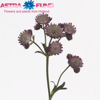 Astrantia major 'Rubra' fotó