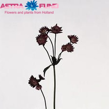 Astrantia major 'Ruby Wedding' fotó