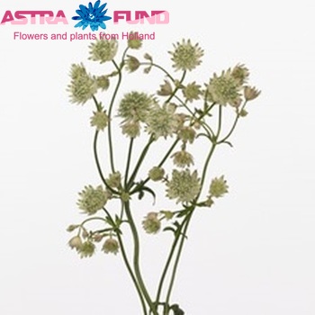 Astrantia major 'Shaggy' fotó