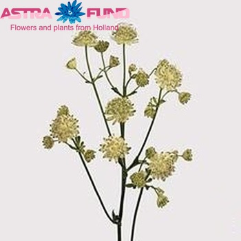 Astrantia major 'Snow Star' fotó