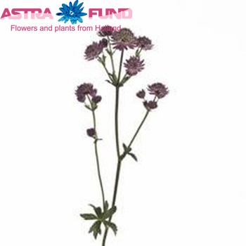 Astrantia major 'Star of Beauty' fotó