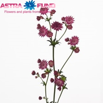 Astrantia major 'Venice' fotó