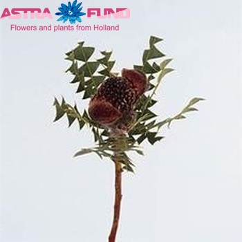 Banksia baxteri fotó