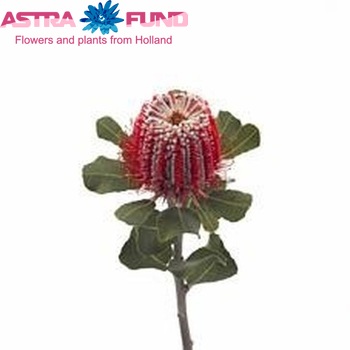 Banksia coccinea fotó