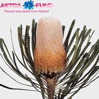 Banksia hookeriana fotó