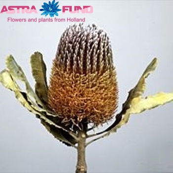 Banksia menziesii fotó