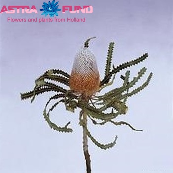 Banksia prionotes fotó