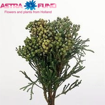 Berzelia abrotanoides photo