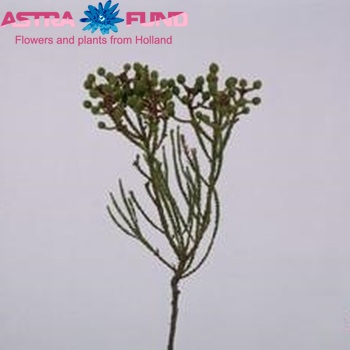 Berzelia abrotanoides Bloed Kol-Kol photo