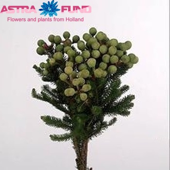 Berzelia galpinii photo