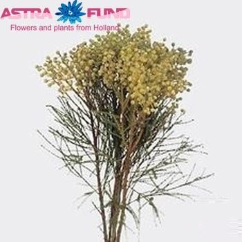 Berzelia lanuginosa photo