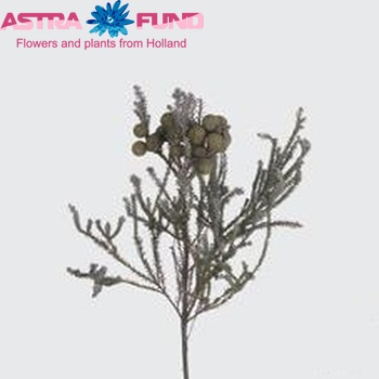 Berzelia squarrosa photo