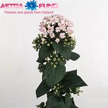 Bouvardia  'Diamond Lightpink' photo
