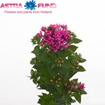 Bouvardia  'Diamond Lilac' photo