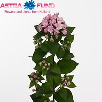 Bouvardia  'Diamond Marit' photo