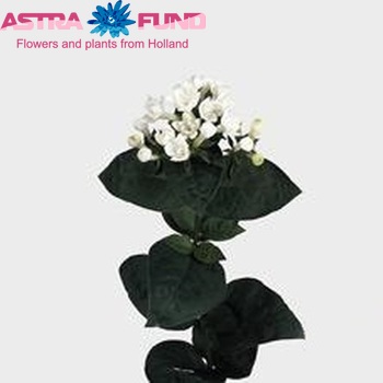 Bouvardia  'Diamond White' photo