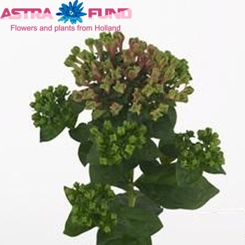 Bouvardia  'Green Magic' fotografija