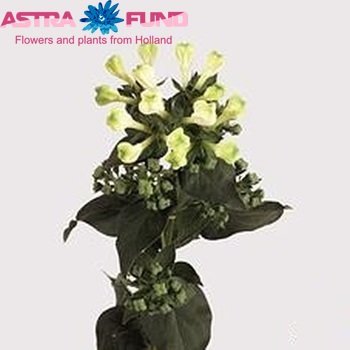 Bouvardia  'Green Summer' fotografija
