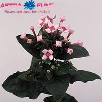 Bouvardia  'Royal Daphne' fotografija