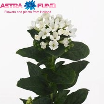 Bouvardia  'Royal Daphne Bianco' fotografija