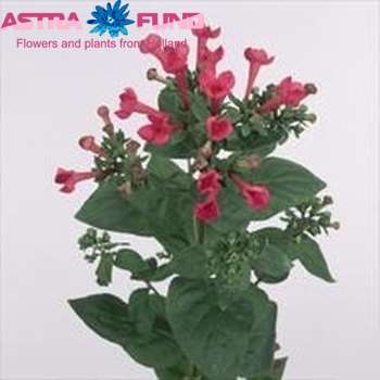 Bouvardia  'Royal Renate' foto