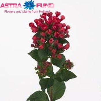Bouvardia 'Diamond Bordeaux' photo