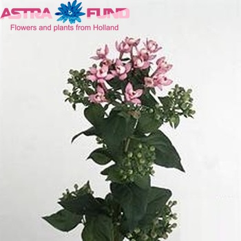 Bouvardia 'Diamond Darkpink' photo