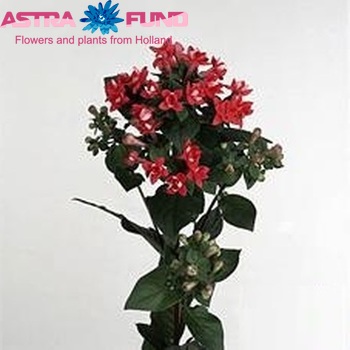 Bouvardia 'Diamond Red' photo