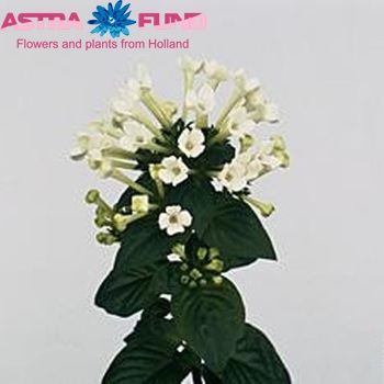Bouvardia enkelbloemig 'Royal Daphne White' photo