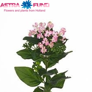 Bouvardia enkelbloemig 'Royal Julia' φωτογραφία